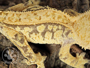 Male Partial Pinstripe Extreme Crested Gecko, fired up, facing right, close up of the right laterals. 0752