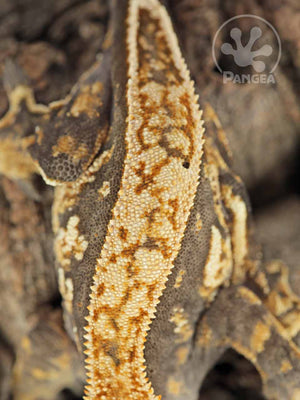Female Pinstripe Crested Gecko, fired up, facing front and downward, close up of the dorsal. 0751