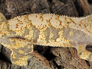 Male Extreme Harlequin Crested Gecko Cr-0750 close up looking right 