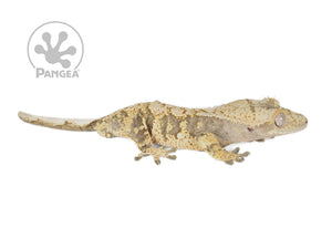 Male Extreme Harlequin Crested Gecko Cr-0750 looking right 