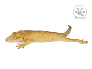 Female Orange Flame Crested Gecko, fired up, facing left, full left side view. 0755