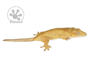 Female Orange Flame Crested Gecko, fired up, facing right, full right side view. 0755