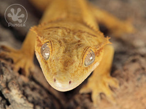 Female Orange and Yellow Flame Crested Gecko Cr-071320-0755