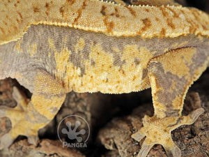 Female Drippy Partial Pinstripe Extreme Crested Gecko, fired up, facing left, close up of the left laterals. 0758