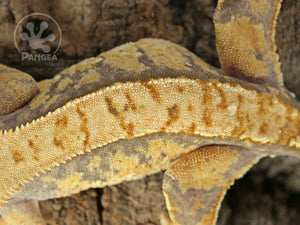 Female Drippy Partial Pinstripe Extreme Crested Gecko, fired up, facing left, close up of the dorsal. 0758