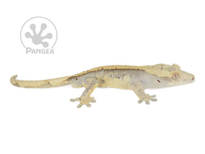 Male Drippy Solid Back Crested Gecko, not fired up, facing right, full right side view. 0763