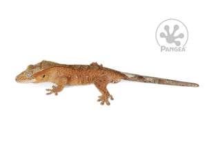 Male Red Flame Brindle Crested Gecko, fired up, facing left, full left side view. 0759