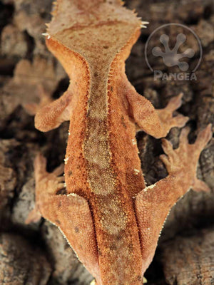 Male Red Flame Brindle Crested Gecko, fired up, facing rear, close up of the dorsal. 0759