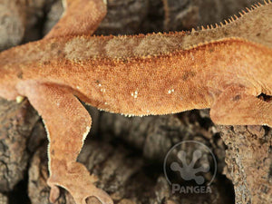 Male Red Flame Brindle Crested Gecko, fired up, facing right, close up of the right laterals. 0759