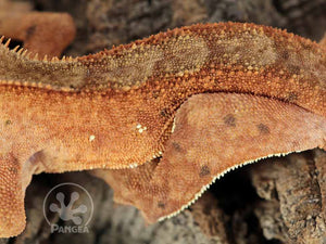 Male Red Flame Brindle Crested Gecko, fired up, facing left, close up of the left laterals. 0759