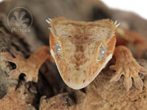 Male Red Flame Brindle Crested Gecko, fired up, facing front, close up of the face. 0759