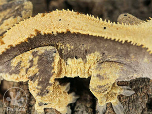 Male Drippy Solid Back Crested Gecko, fired up, facing right, close up of the right laterals. 0763