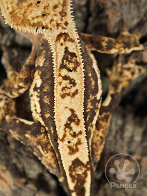 Juvenile Female Partial Pinstripe Crested Gecko, fired up, facing rear, close up of the dorsal. 0760