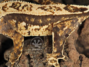Juvenile Female Partial Pinstripe Crested Gecko, fired up, facing left, close up of the left laterals and part of the dorsal. 0760