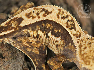 Juvenile Female Partial Pinstripe Crested Gecko, fired up, facing right and down, close up of the right laterals, and the dorsal. 0760