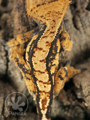 Male Dark Harlequin Crested Gecko Cr-0762 close up from above