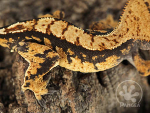 Male Dark Harlequin Crested Gecko Cr-0762 close up  looking right