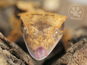 Male Dark Harlequin Crested Gecko Cr-0762 close up on face
