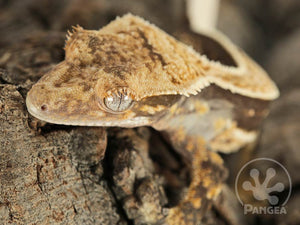 Juvenile Female Pinstripe Crested Gecko, fired up, facing front and left, close up of the left side of the face, partial view of the left laterals and dorsal. 0761