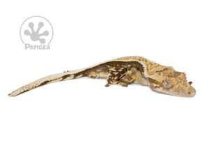 Juvenile Female Pinstripe Crested Gecko, fired up, facing right, right side of the face, right legs, upper laterals and tail in view. 0761