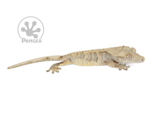 Female Dark Base Yellow Harlequin Crested Gecko, not fired up, facing right, full right side view. 0767