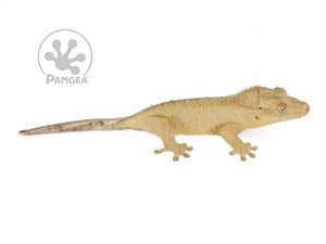 Female Brindle Crested Gecko, not fired up, facing right, full right side view. 0768
