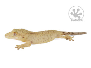 Female Brindle Crested Gecko, not fired up, facing left, full left side view. 0768