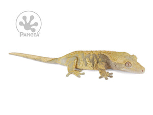 Female Orange xxx Crested Gecko, not fired up, facing right, full right side view. 0769