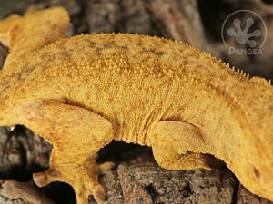 Female Brindle Crested Gecko, fired up, facing right, close up of the right laterals. 0768