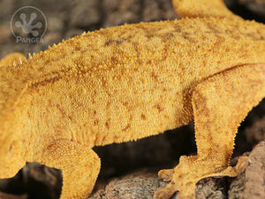 Female Brindle Crested Gecko, fired up, facing left, close up of the left laterals. 0768
