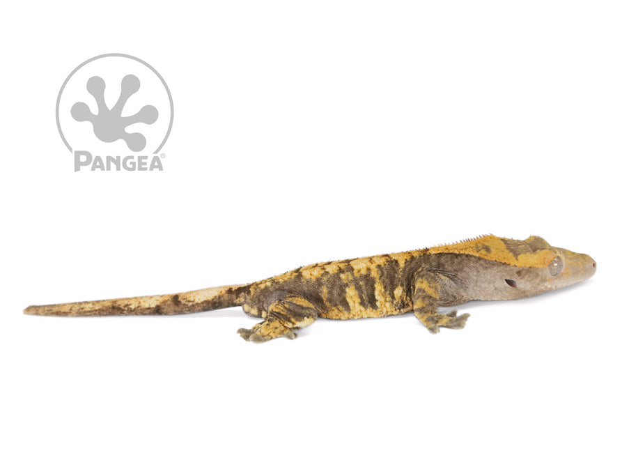 Male XXX Crested Gecko Cr-0765 looking right 