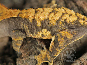 Male XXX Crested Gecko Cr-0765 close up looking left
