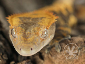 Male XXX Crested Gecko Cr-0765 close up on face