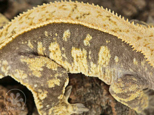 Female Cream Pinstripe Crested Gecko, fired up, facing right, close up of the right laterals. 0766