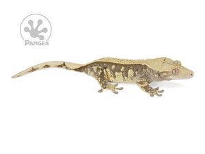 Female Cream Pinstripe Crested Gecko, fired up, facing right, full right side view. 0766