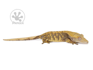 Female Orange xxx Crested Gecko, fired up, facing right, full right side view. 0769