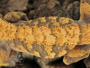 Female Orange xxx Crested Gecko, fired up, facing left, close up of the dorsal. 0769