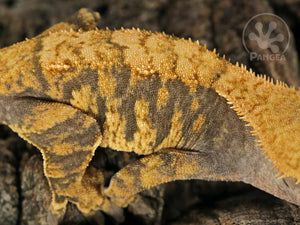 Female Orange xxx Crested Gecko, fired up, facing right, close up of the right laterals. 0769