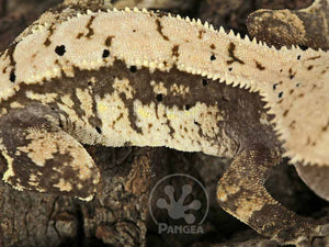 Female Harlequin Dalmatian Crested Gecko Cr-0764
