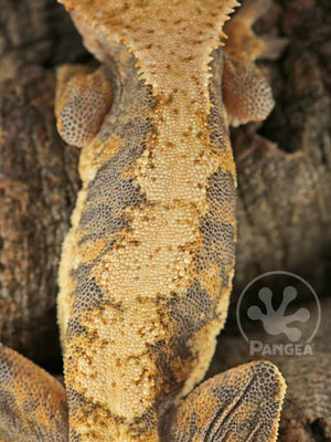 Female Dark Base Yellow Harlequin Crested Gecko, fired up, facing rear, close up of the dorsal. 0767