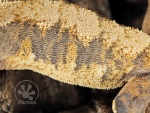 Female Dark Base Yellow Harlequin Crested Gecko, fired up, facing left, close up of the left laterals. 0767