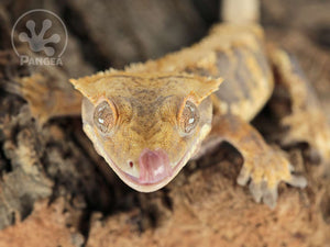 Female Dark Base Yellow Harlequin Crested Gecko, fired up, facing front, close up of the face, tongue out. 0767