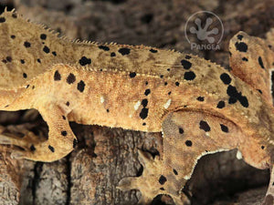 Male Cream Super Dalmatian Crested Gecko, fired up, facing left, close up of the left laterals. 0776