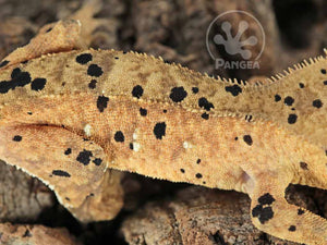 Male Cream Super Dalmatian Crested Gecko, fired up, facing right, close up of  the right laterals. 0776