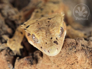 Male Cream Super Dalmatian Crested Gecko, fired up, facing front, close up of the face. 0776