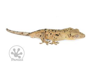 Male Cream Super Dalmatian Crested Gecko, fired up, facing right, full right side view. 0776