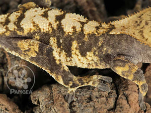 Male Cream Extreme Crested Gecko, fired up, facing right, close up of the right laterals. 0773