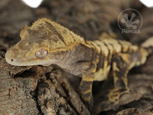 Male Cream Extreme Crested Gecko, fired up, facing left, close up of the left side of the face, left side, legs and dorsal in view. 0773