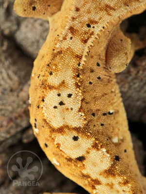 Male Orange Flame Dalmatian Crested Gecko, fired up, facing rear, another close up of the dorsal. 0775
