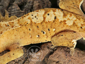 Male Orange Flame Dalmatian Crested Gecko, fired up, facing left, close up of the left laterals. 0775